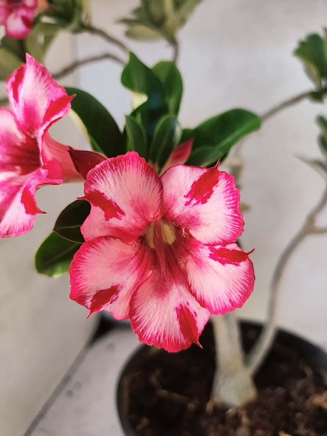 Planta Simples 3260 – 40cm – 03 anos
