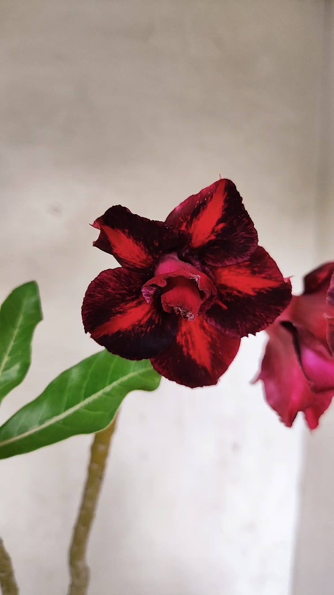Planta Dobrada 3929 – 35cm – 03 anos