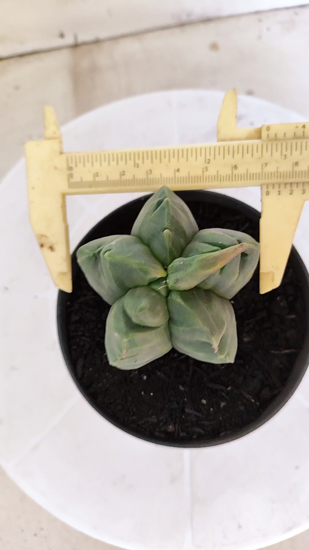 MATRIZ ASTROPHYTUM cv KIKKO Nº 1372 – vaso 11