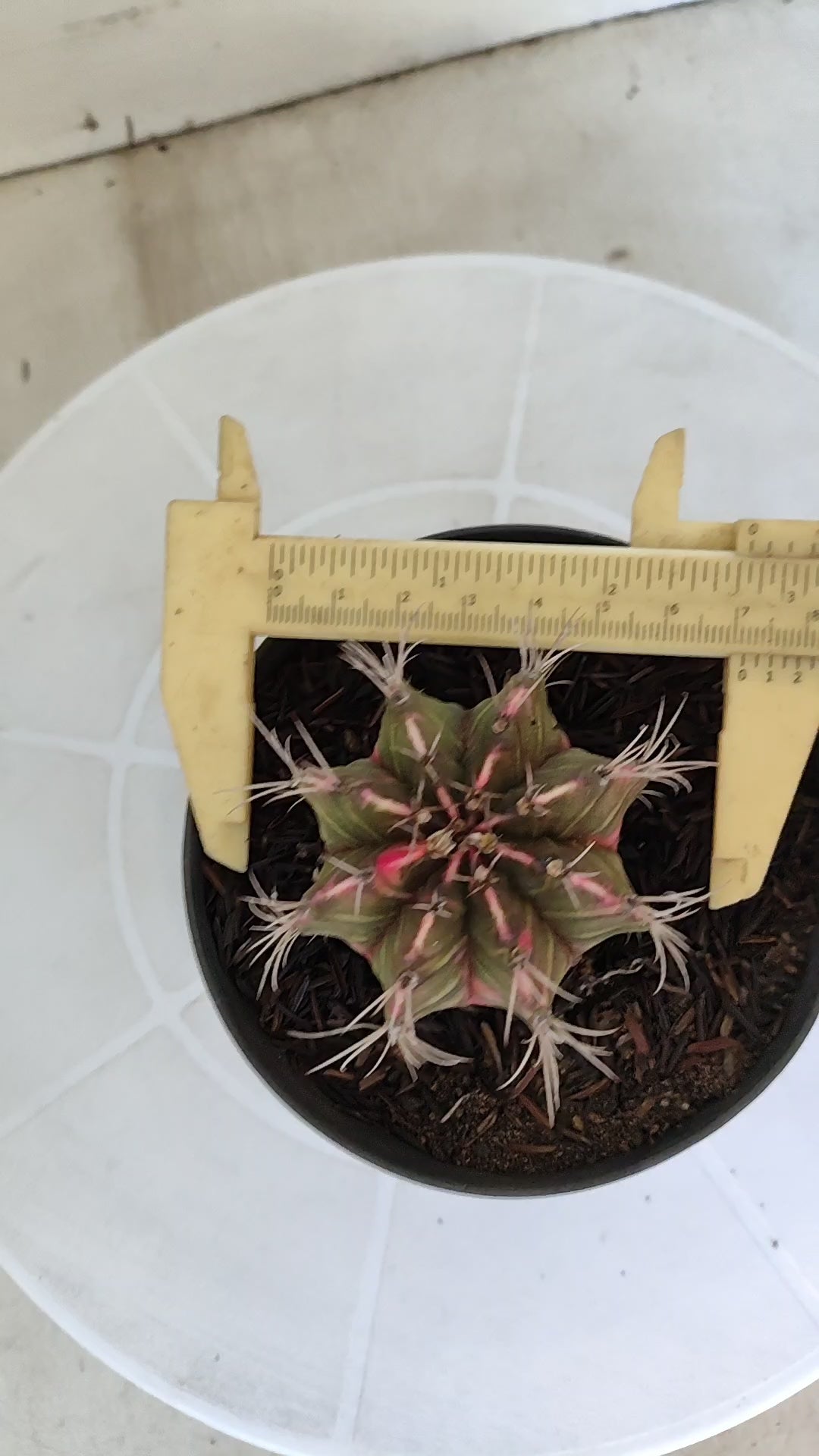 GYMNOCALYCIUM Mihanovichii "Variegata" Nº 652 – vaso 11