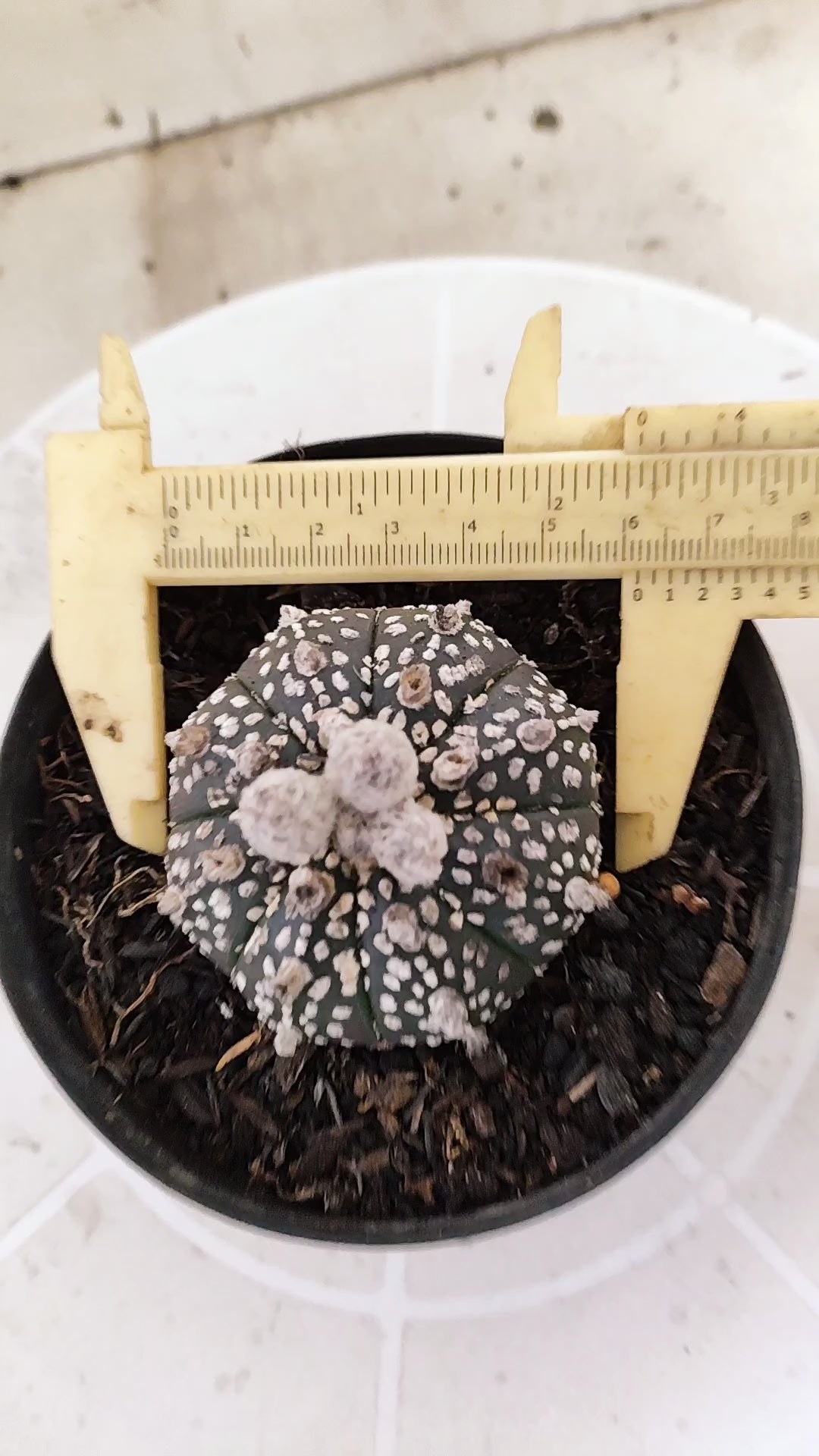 ASTROPHYTUM ASTERIAS SUPER KABUTO "Purple" Nº 1418 – vaso 11