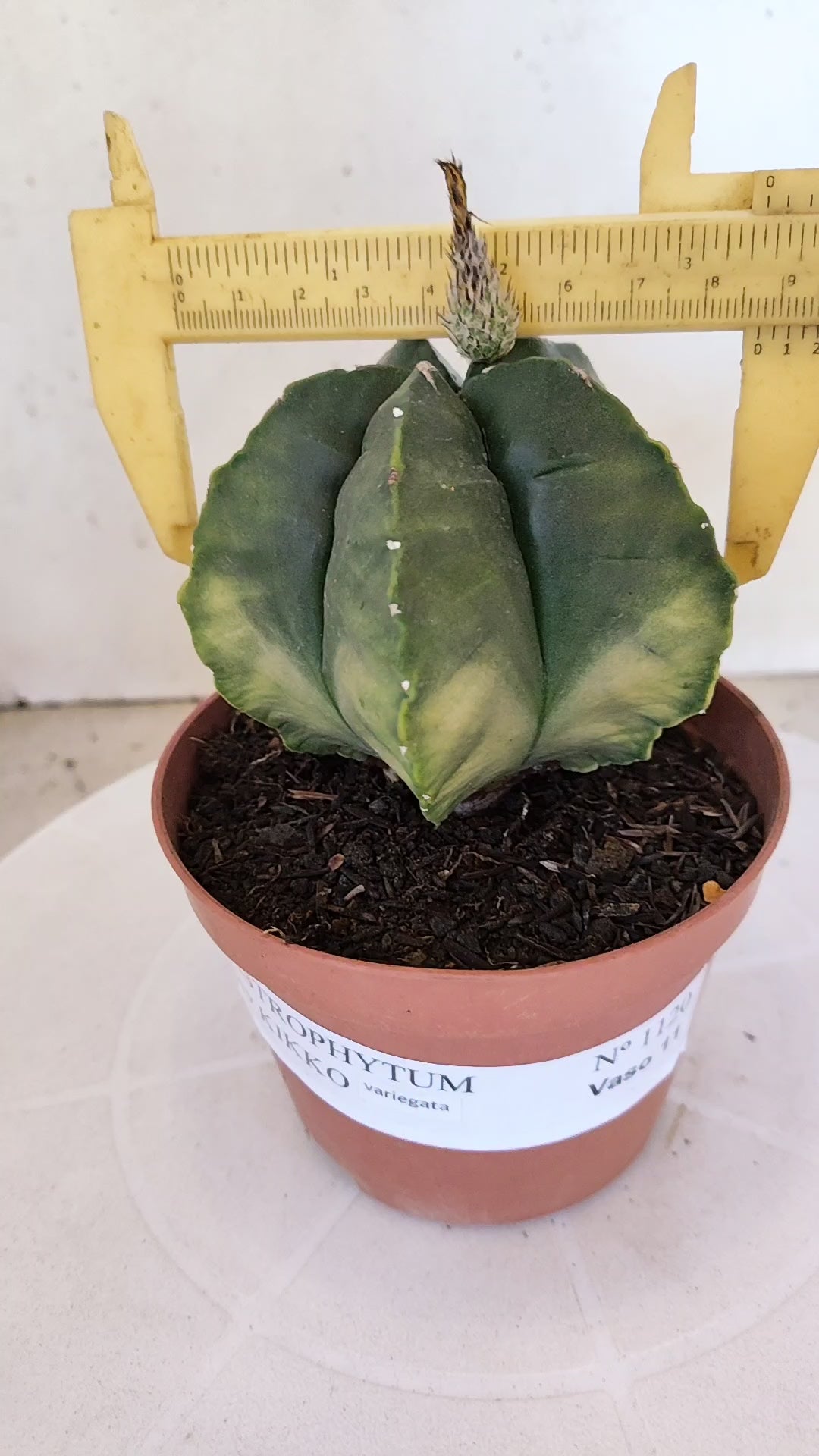 MATRIZ ASTROPHYTUM cv KIKKO  Nº 1120 – vaso 11