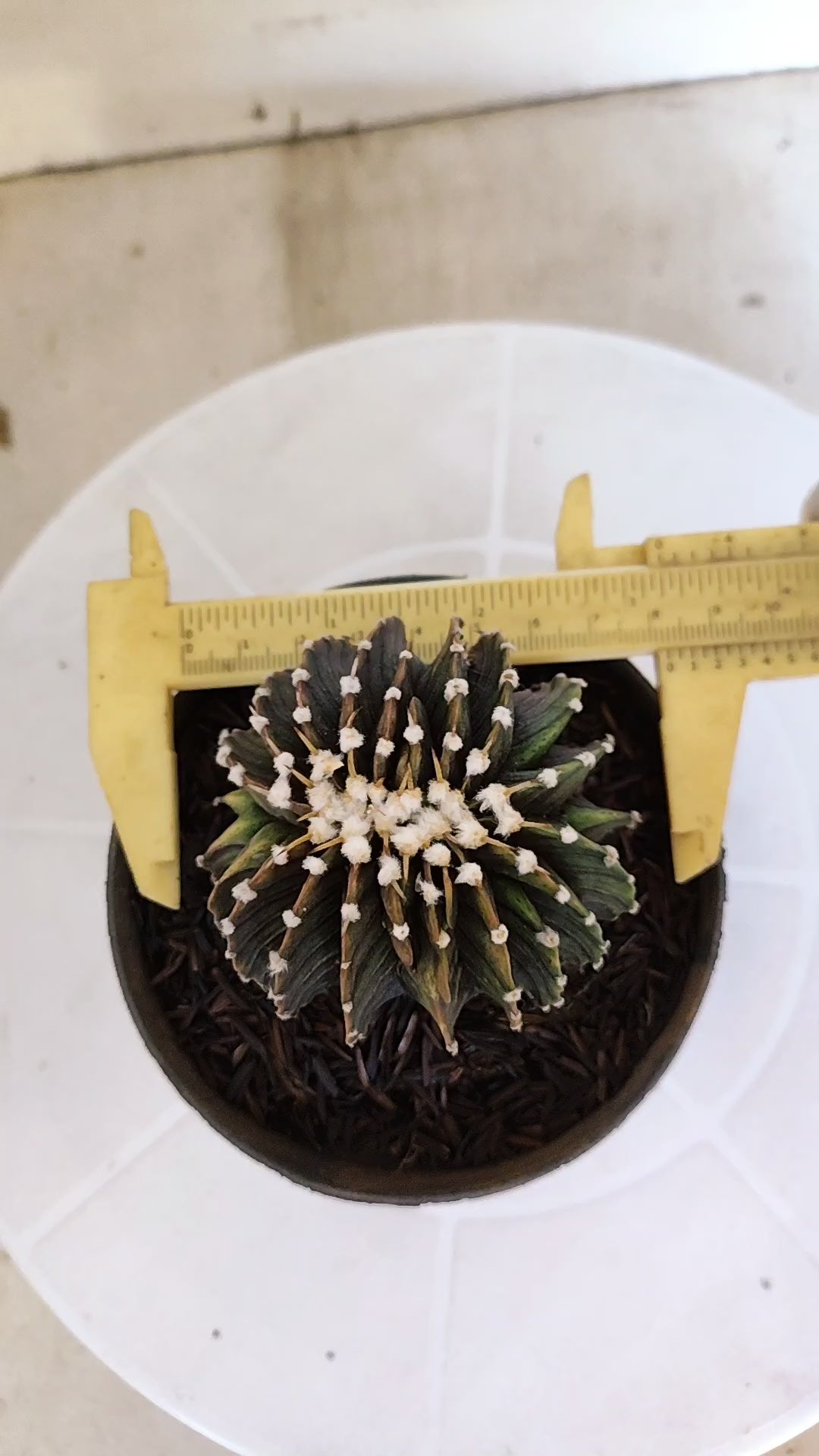 GYMNOCALYCIUM Friedrichii LB 2178 "Água Dulce" - Nº 103 – vaso 11