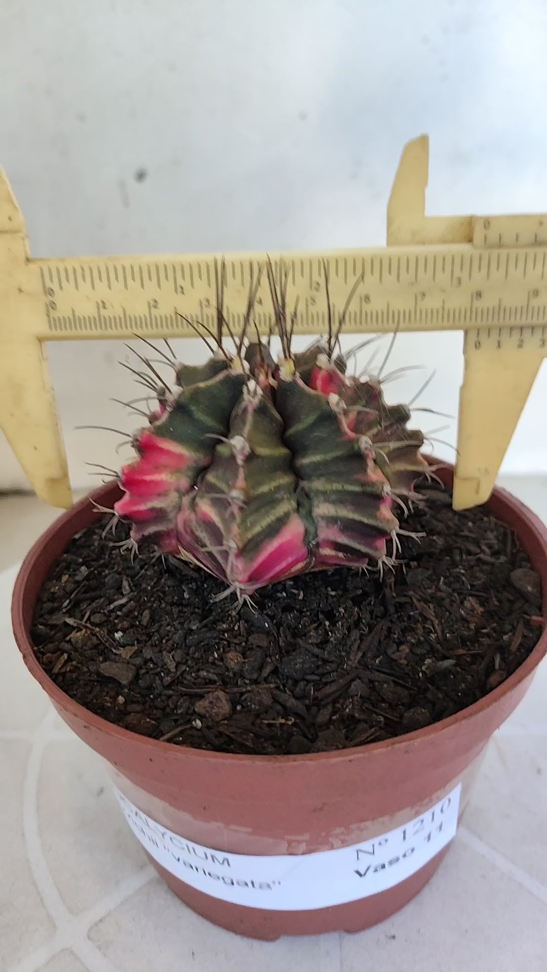 GYMNOCALYCIUM Mihanovichii Variegata Nº 1210 – vaso 11