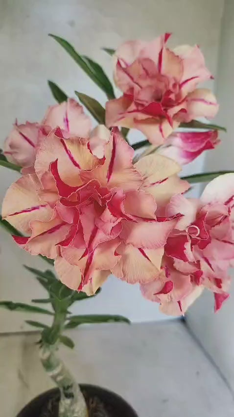 ENXERTO 12713 – 25cm (cor LM 987)