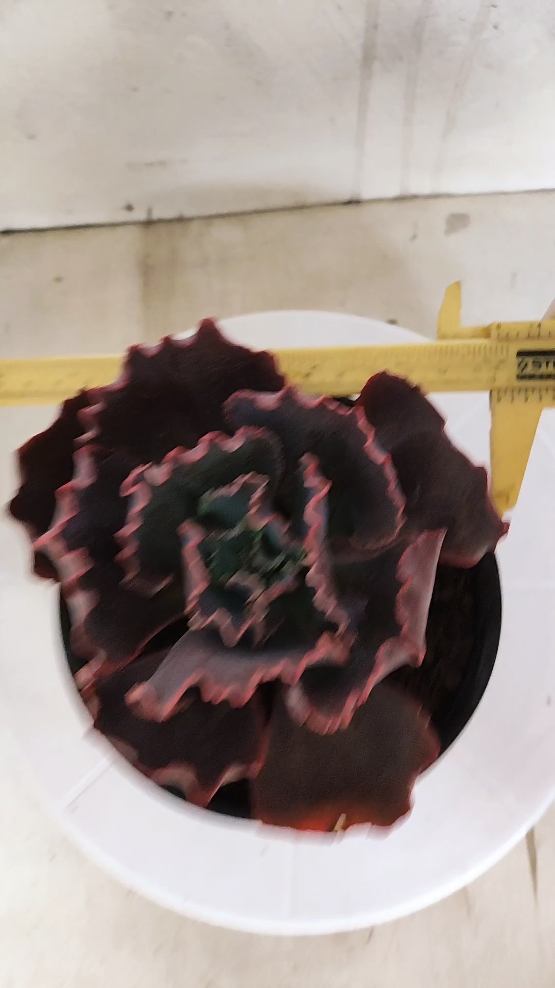 Suculenta Echeveria Shaviana 'MAUNA LOA' N° 50 - Vaso 15