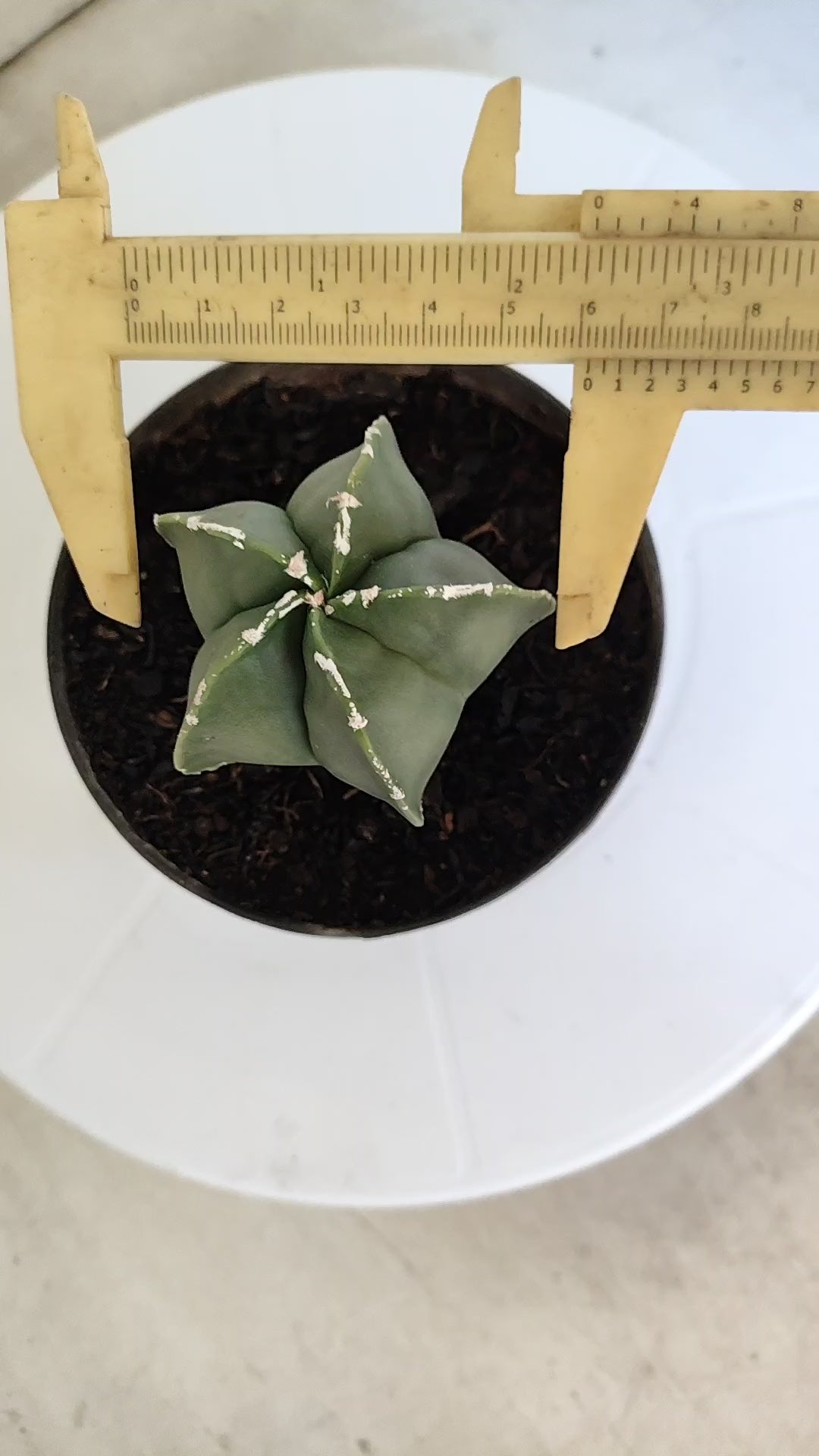 ASTROPHYTUM MYRIOSTIGMA "Nudum" Nº 269 – vaso 11