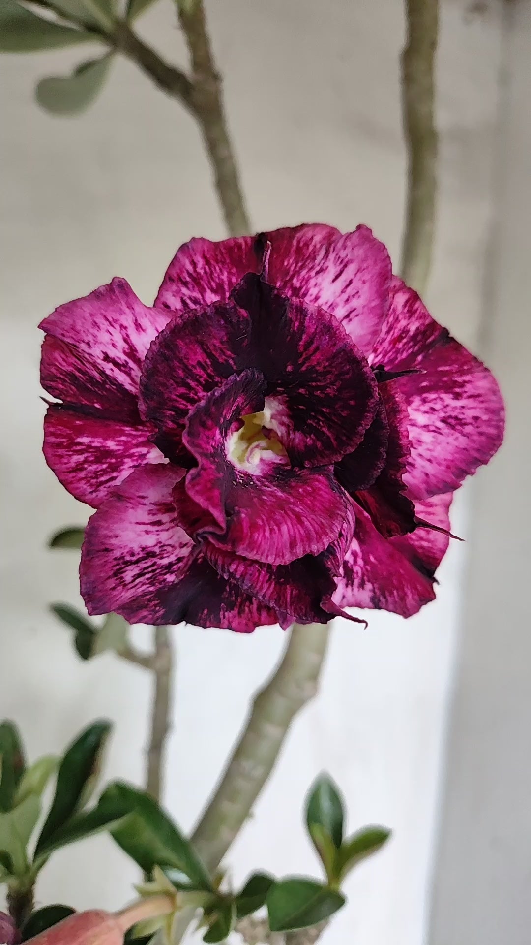 Planta Dobrada 4023 – 55cm – 04 anos - Vaso 17