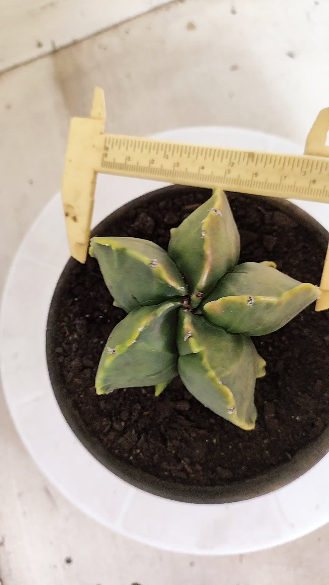 ASTROPHYTUM MYRIOSTIGMA cv KIKKO "Fukuryu - Variegata"  Nº 1381 – vaso 15