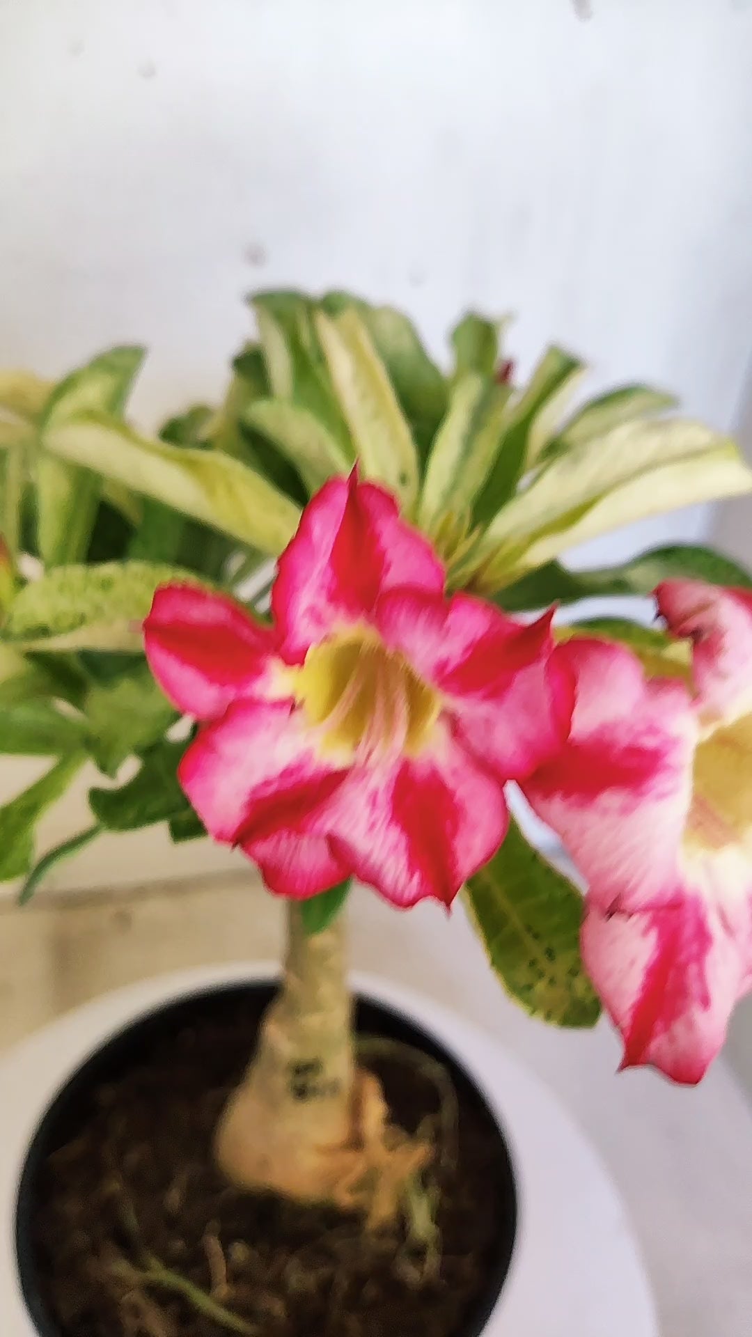 ENXERTO 12818 – 25cm (cor LM 949) VARIEGATA
