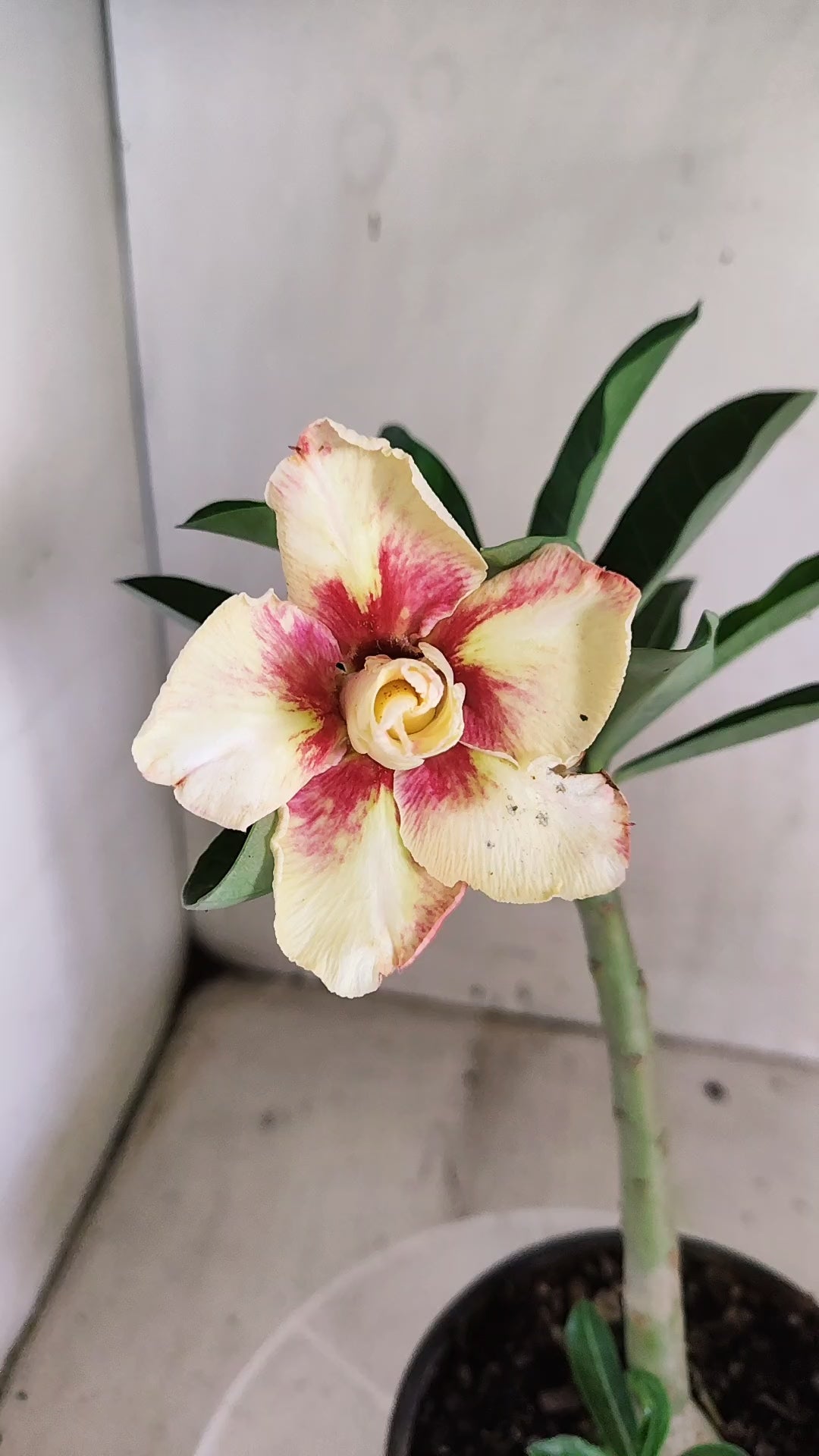 Planta Dobrada 4062 – 30cm – 01 ano - Vaso 15
