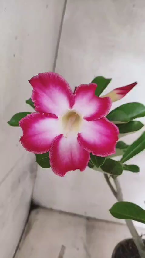 Planta Simples 3526 – 35cm – 03 anos