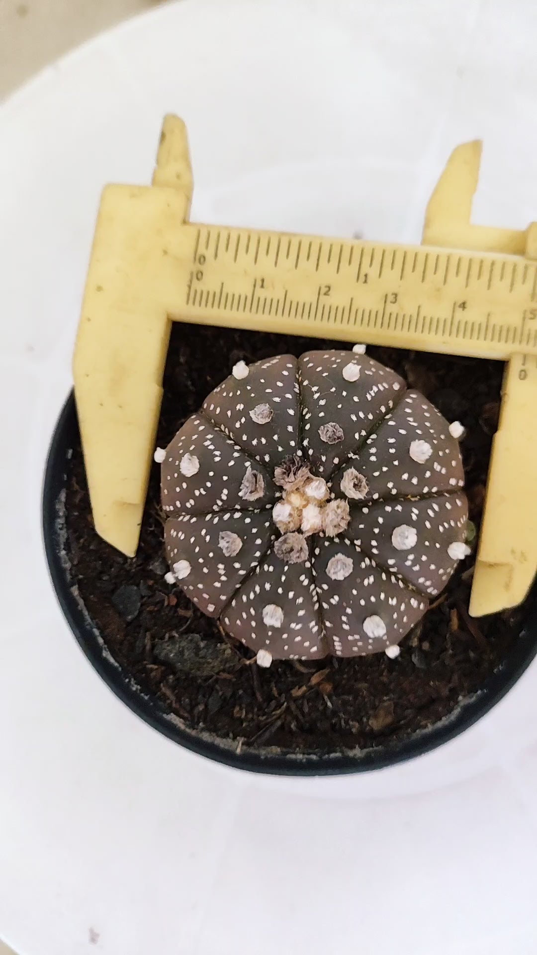 ASTROPHYTUM ASTERIAS “Purple”  Nº 1138 – vaso 09