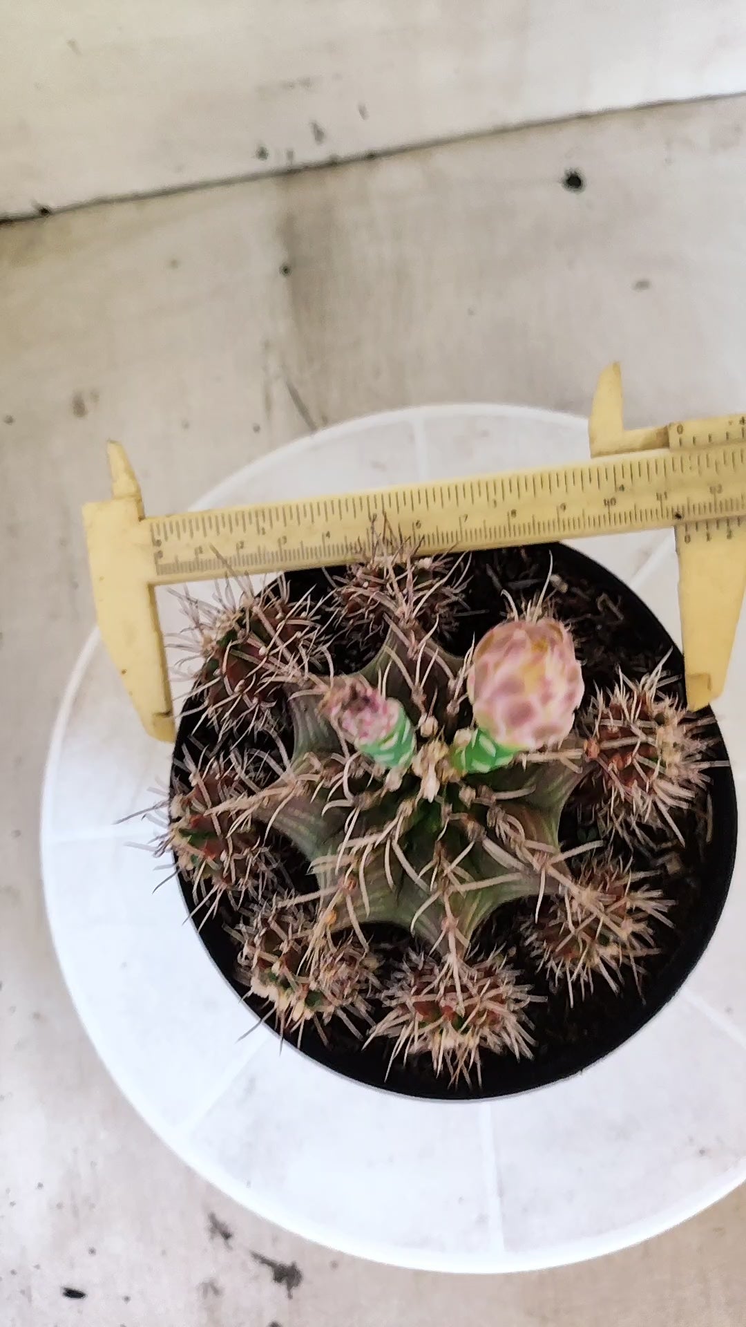 Matriz GYMNOCALYCIUM Mihanovichii Variegata "Prolifero" Nº 151 – vaso 15