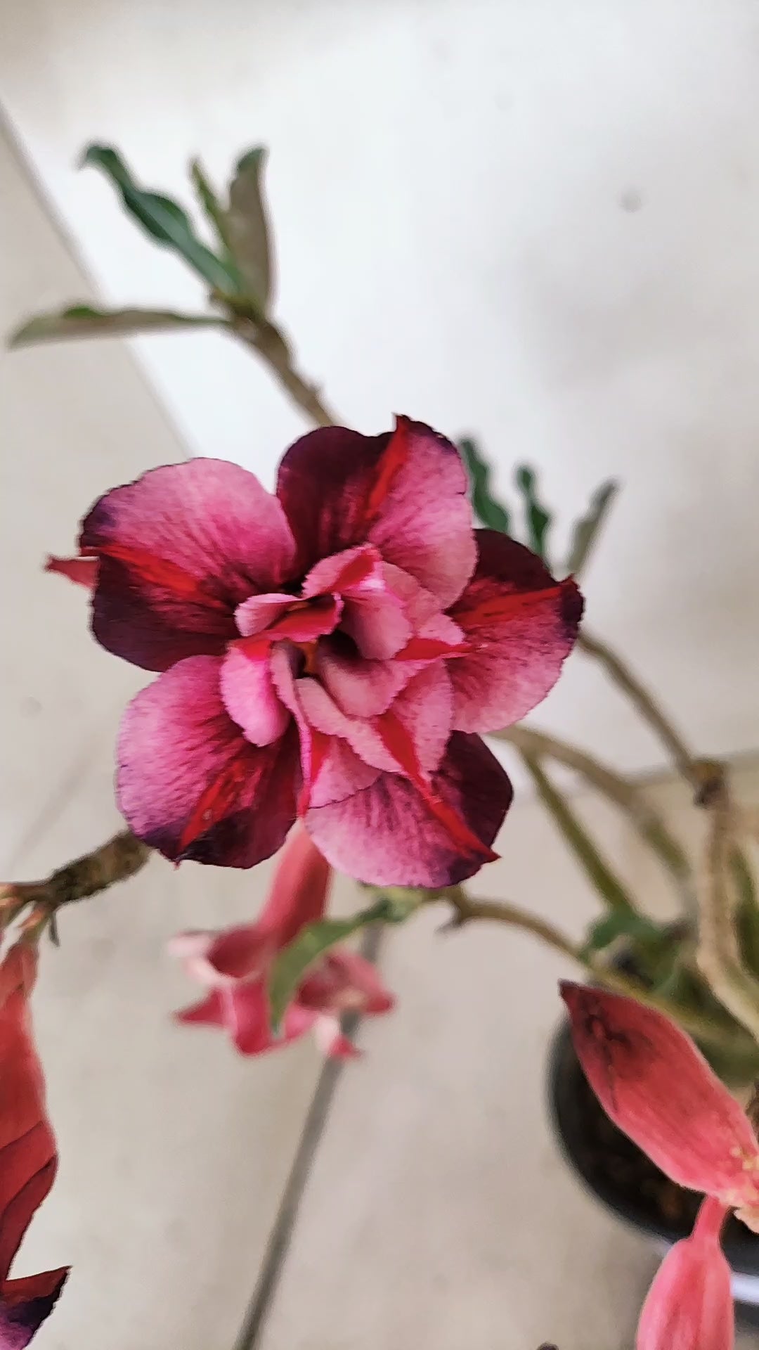 Planta Dobrada 3944 – 35cm – 03 anos