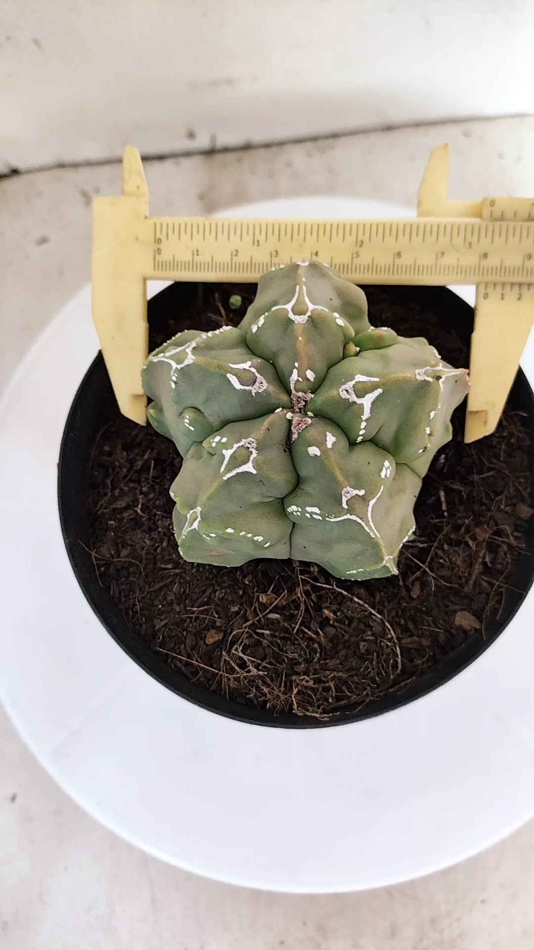 MATRIZ ASTROPHYTUM Myriostigma FUKURYU "VARIEGATA" Nº 1090 – vaso 15