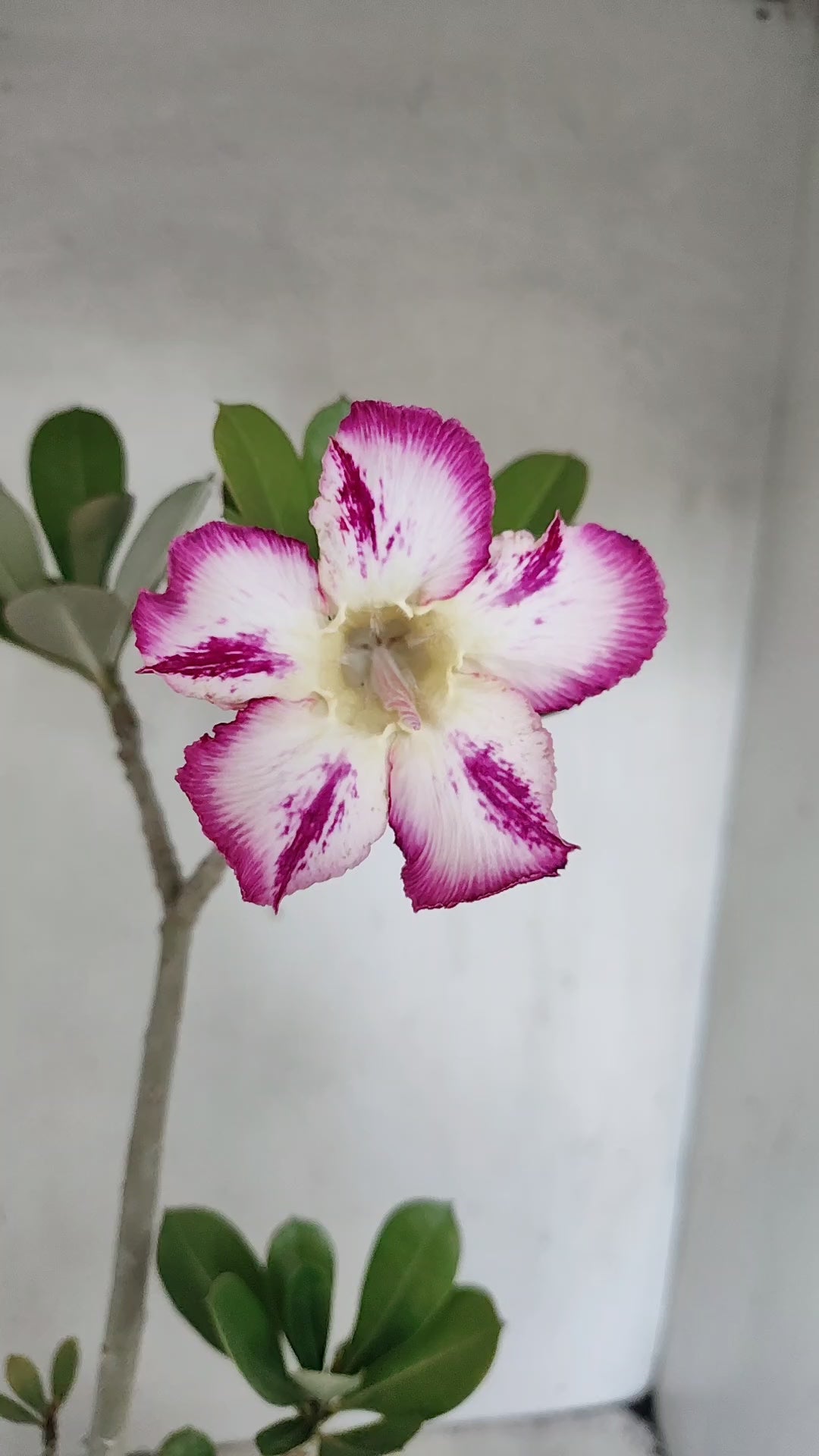 Planta Simples 3559 – 35cm – 03 anos
