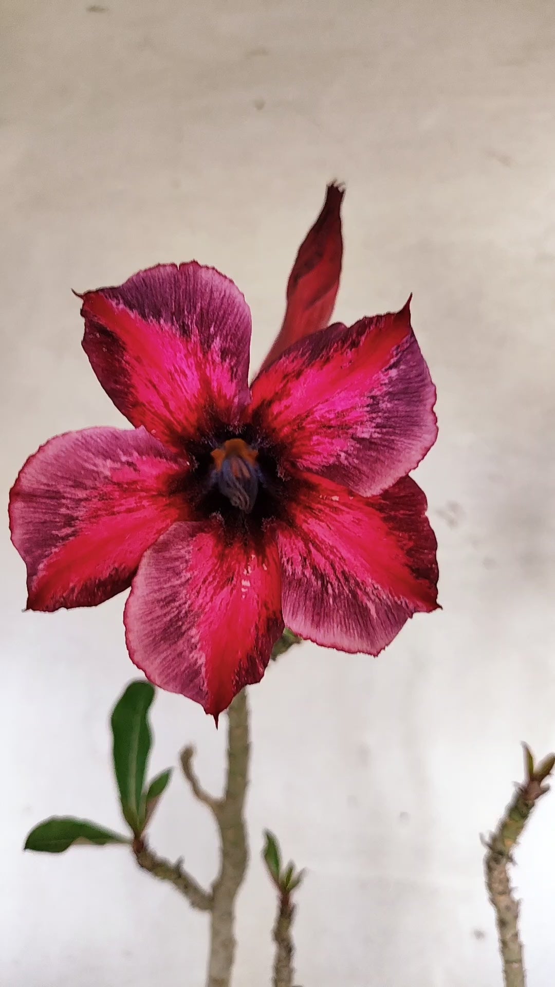 Planta Simples 3599 – 40cm – 03 anos