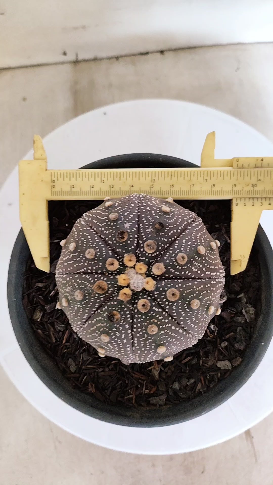 ASTROPHYTUM ASTERIAS "STAR SHAPE - Purple"   Nº 1141 – vaso 15