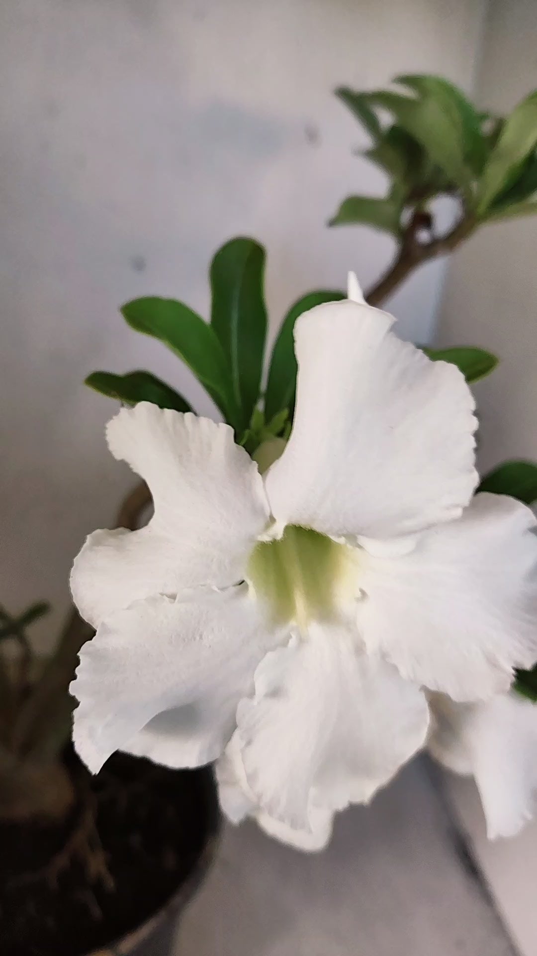 Planta Simples 3555 – 40cm – 03 anos