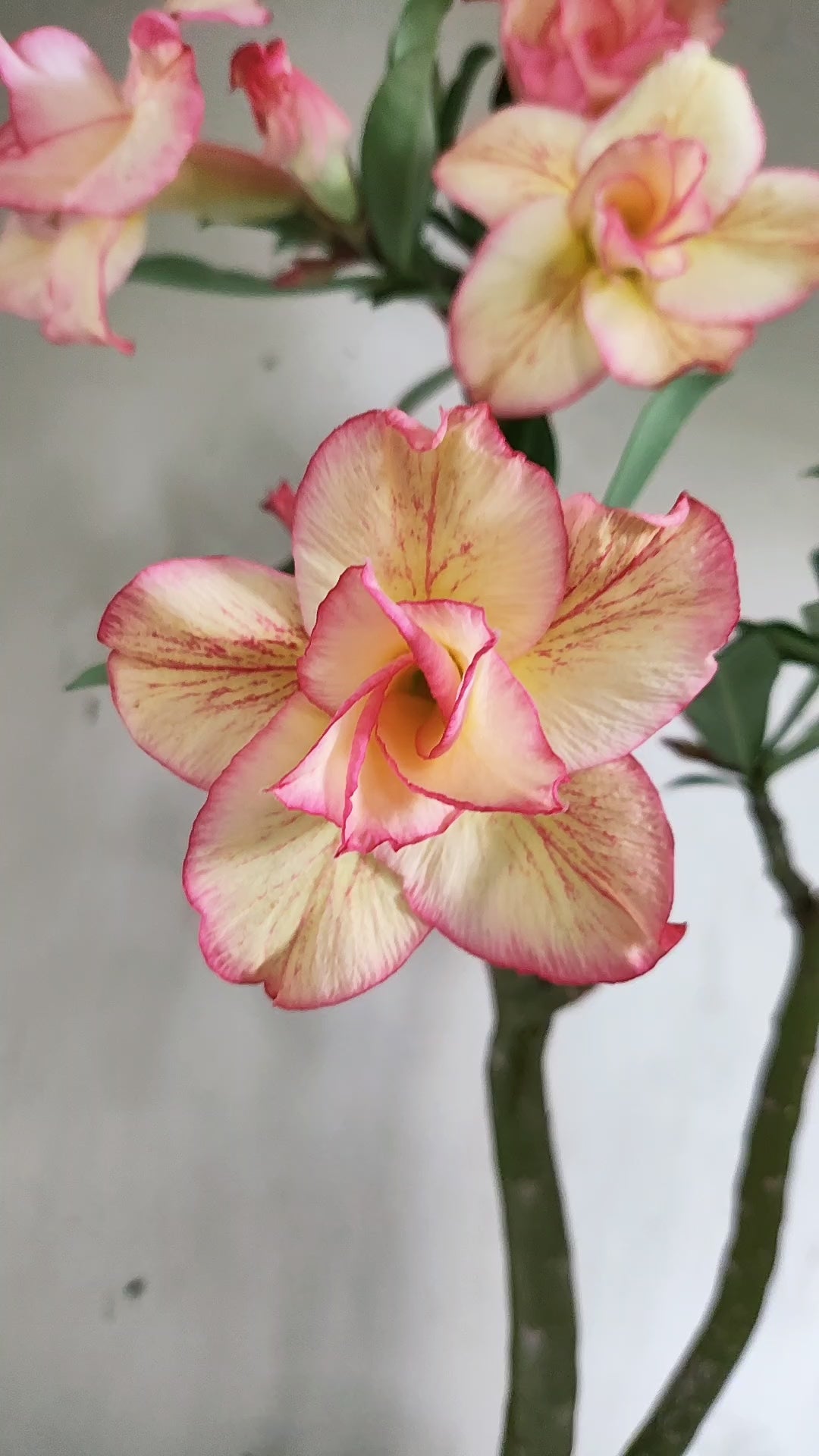 Planta Dobrada 4074 –  40cm – 03 anos - Vaso 15