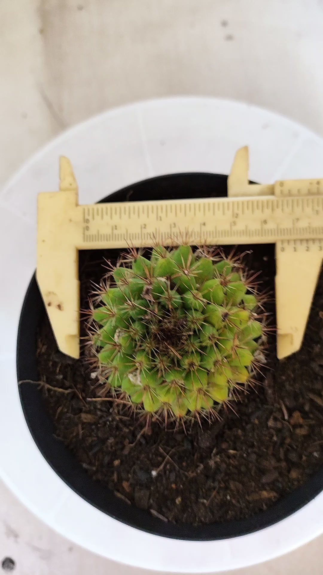 Matriz Cacto Mammillaria "Winterae" Nº 52 - vaso 15