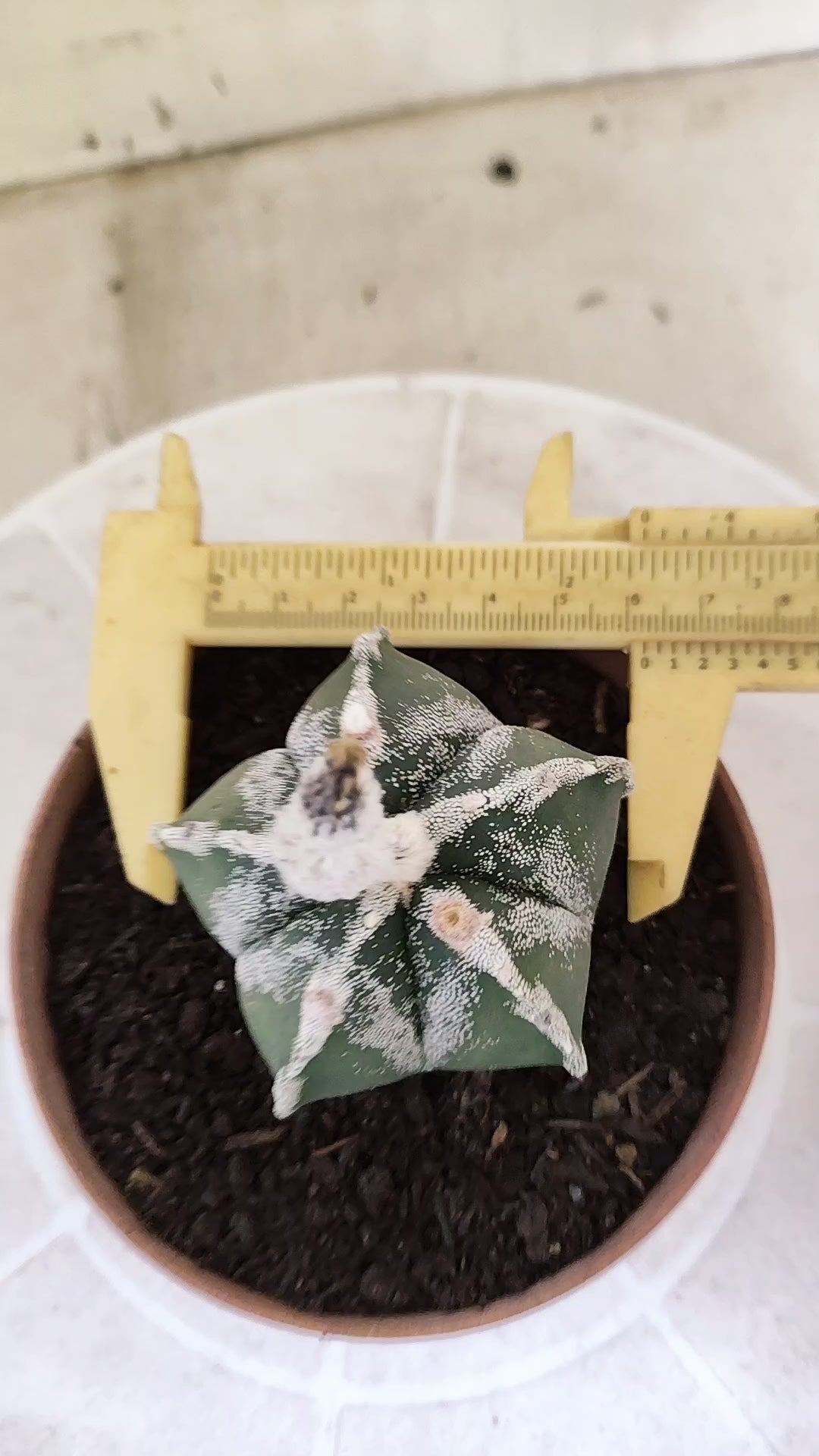 ASTROPHYTUM MYRIOSTIGMA Nº 1713 – vaso 11