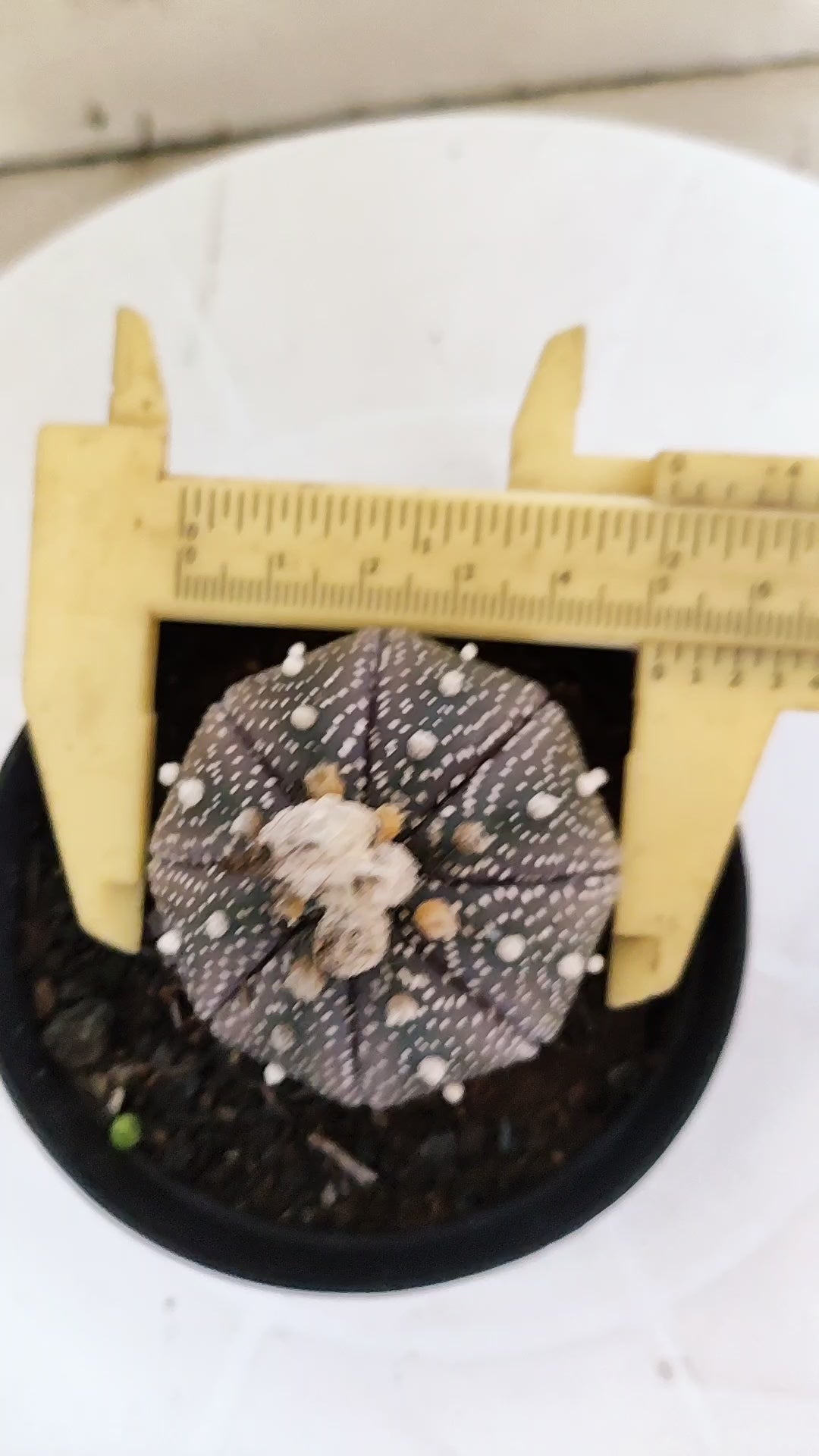 MATRIZ ASTROPHYTUM ASTÉRIAS "Purple" Nº 264 – vaso 09