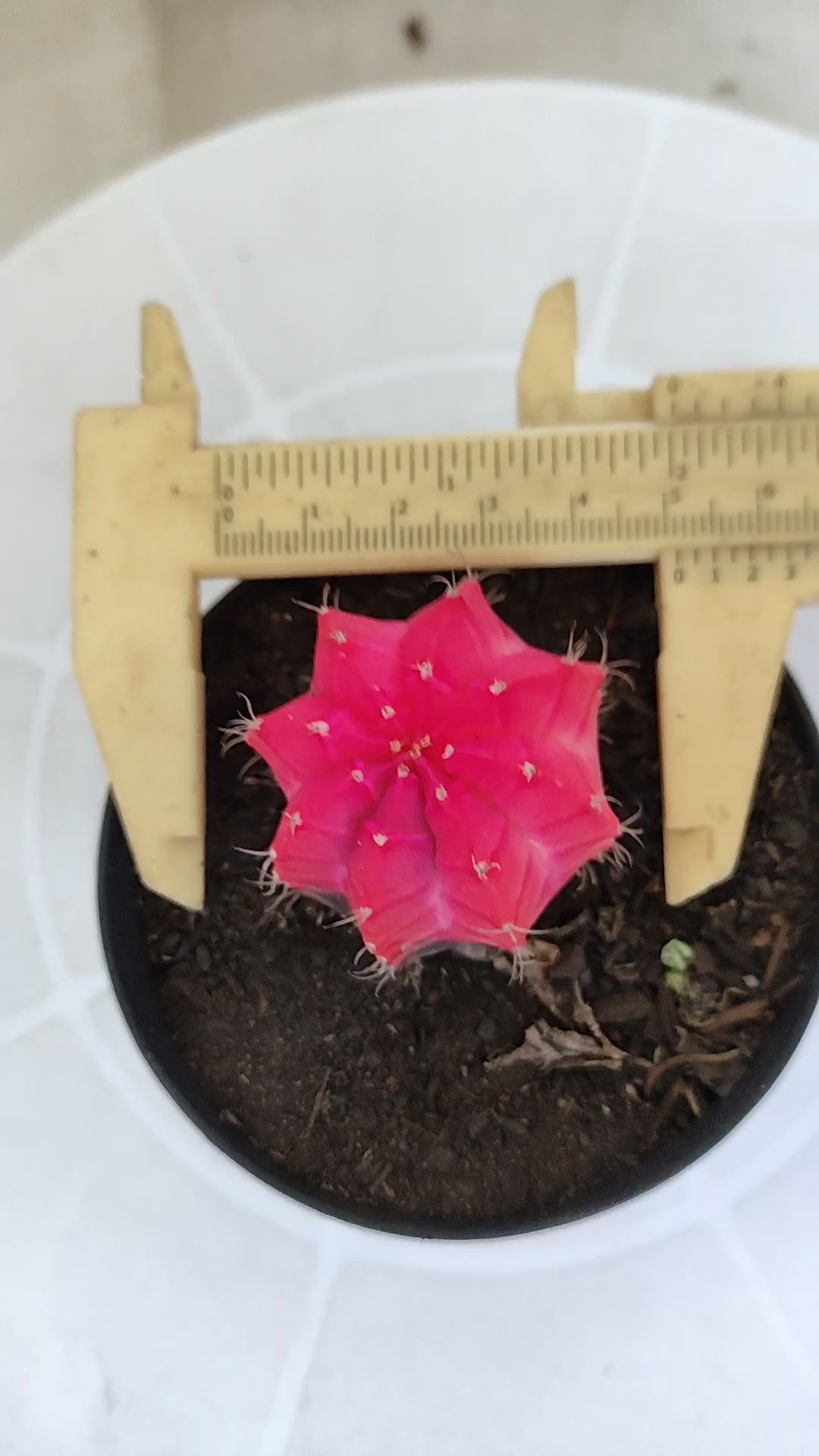 MATRIZ Gymnocalycium Mihanovichii “Variegata” Nº 1313 – vaso 09