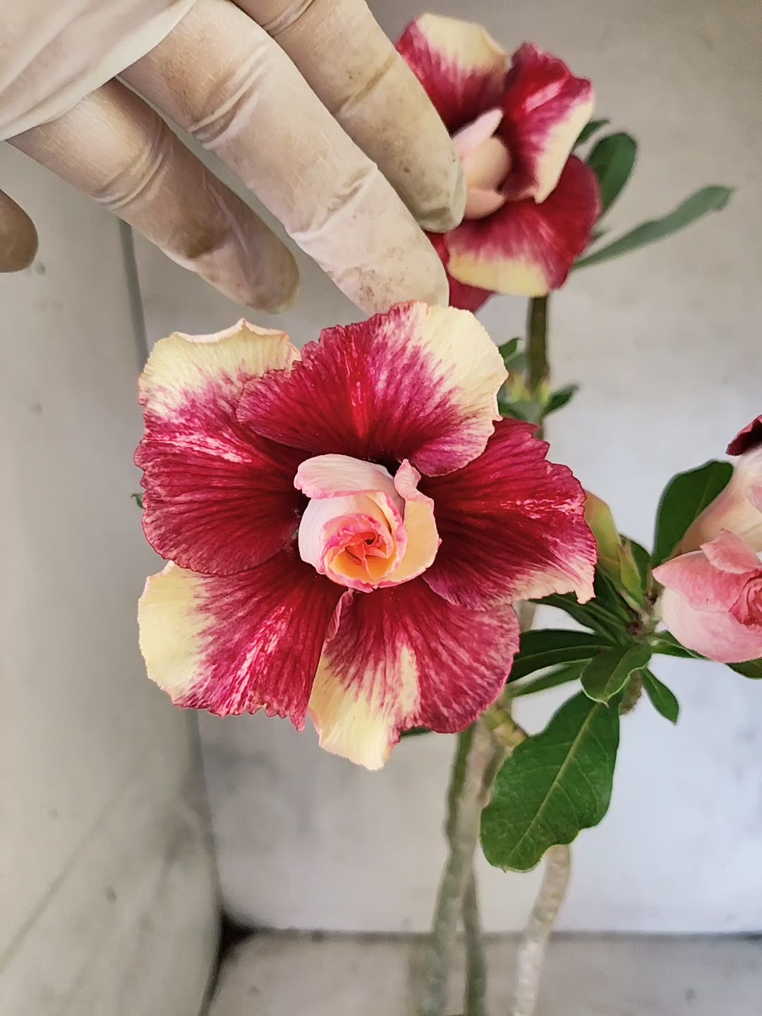 Planta Dobrada 3867 – 35cm – 03 anos