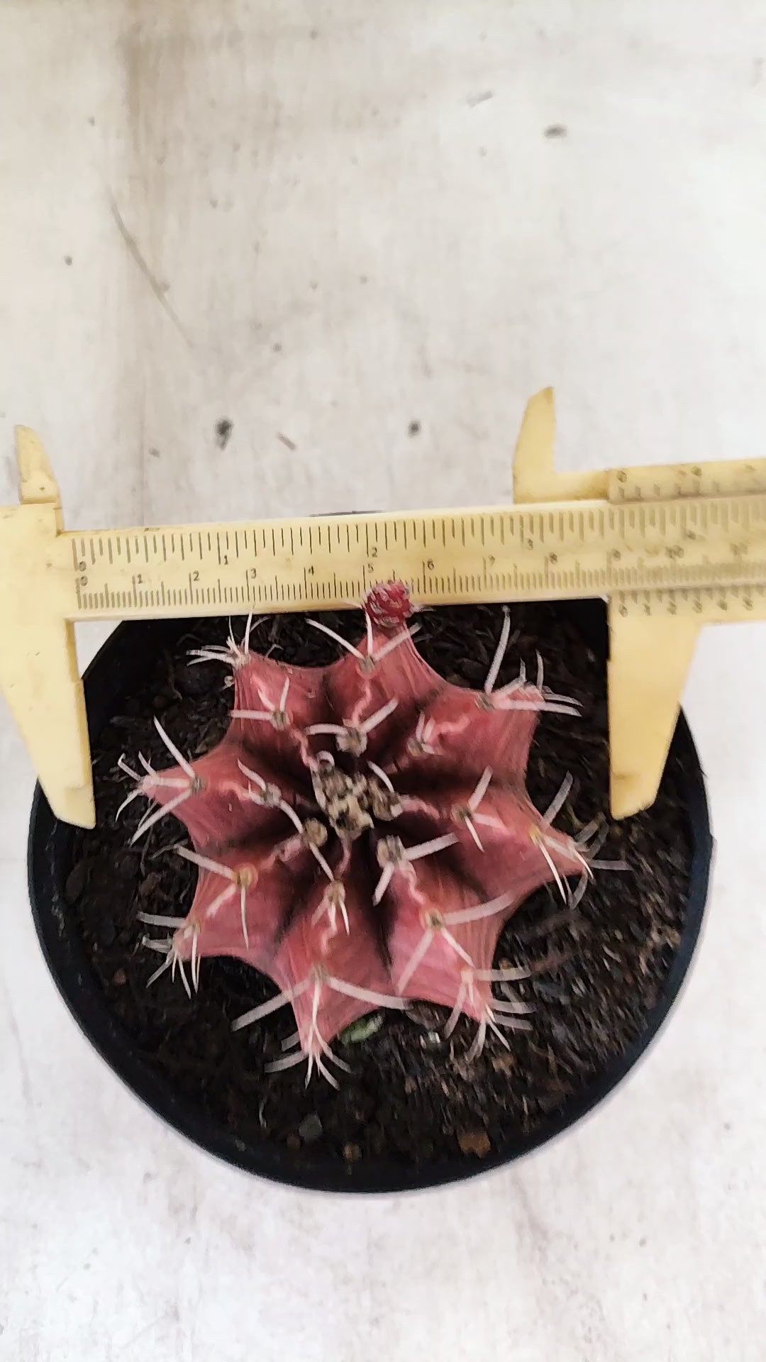 GYMNOCALYCIUM Mihanovichii Variegata  Nº 115 – vaso 15