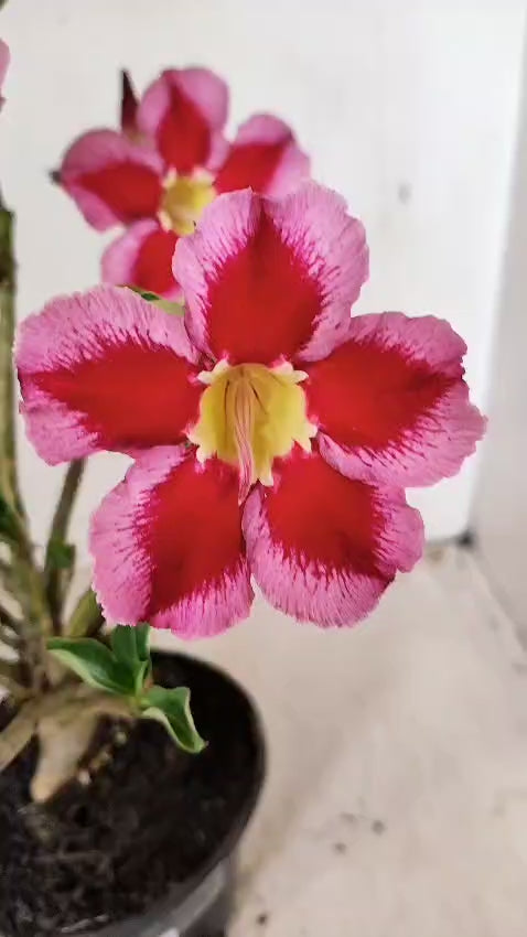 Planta Simples 3262 – 30cm – 02 anos