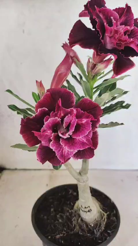 ENXERTO 12703 – 20cm (cor LM 1008)