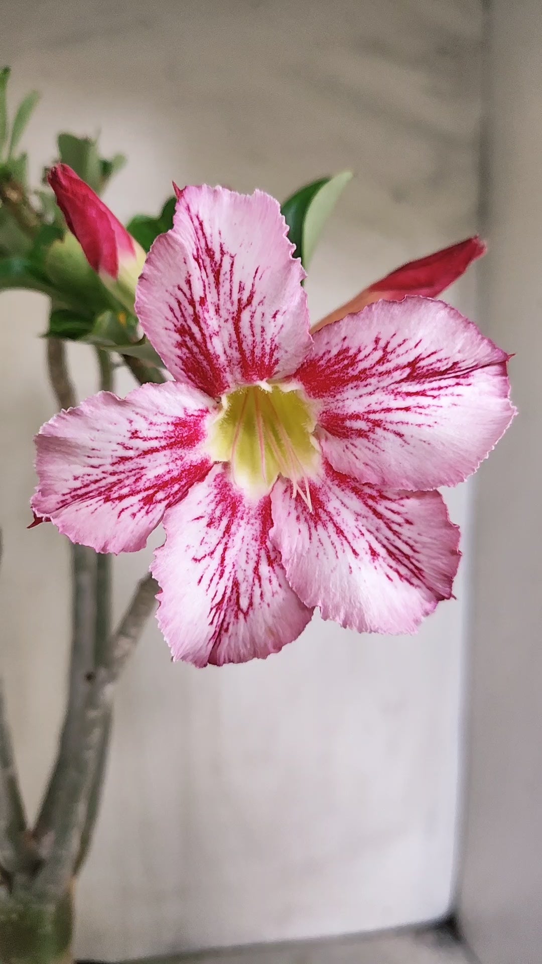 Planta Simples 3619 – 35cm – 03 anos - vaso 15