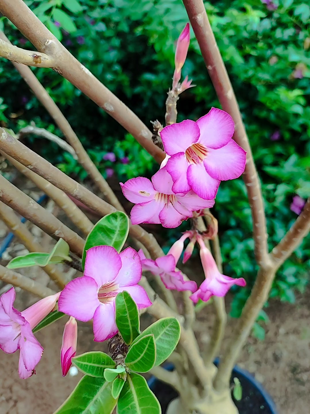 Planta ARABICUM 04 – 1,25m – 08 anos