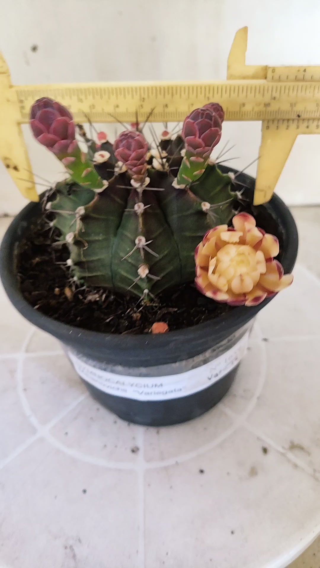 GYMNOCALYCIUM Mihanovichii "Variegata" Nº 1689 – vaso 15