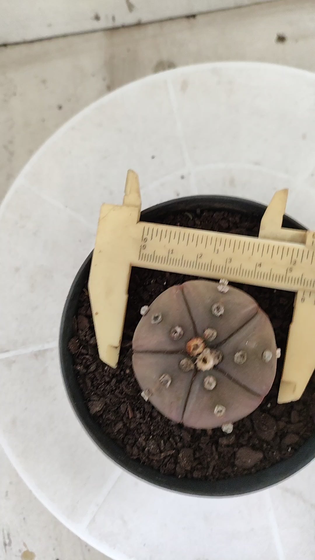 ASTROPHYTUM ASTERIAS "Purple - 5 Quinas" Nº 1812 – vaso 11