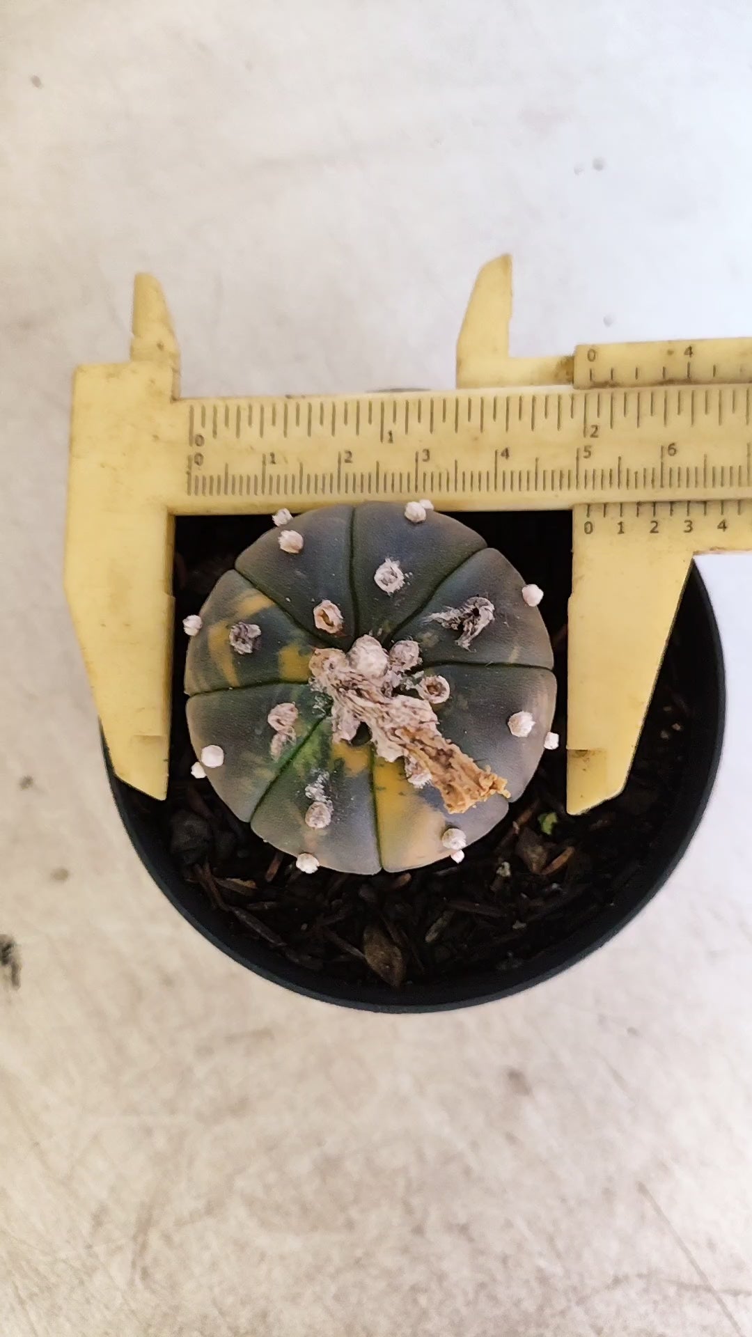 ASTROPHYTUM ASTERIAS “Purple - VARIEGATA”  Nº 1200 – vaso 09