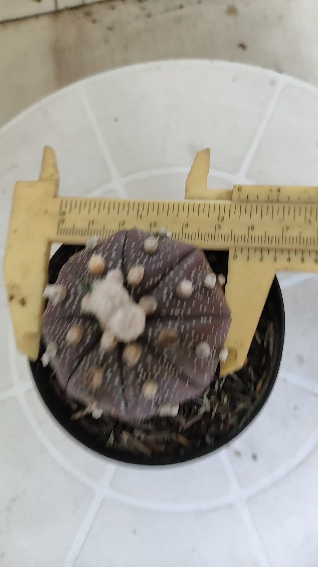 ASTROPHYTUM ASTERIAS “Purple”  Nº 1259 – vaso 09