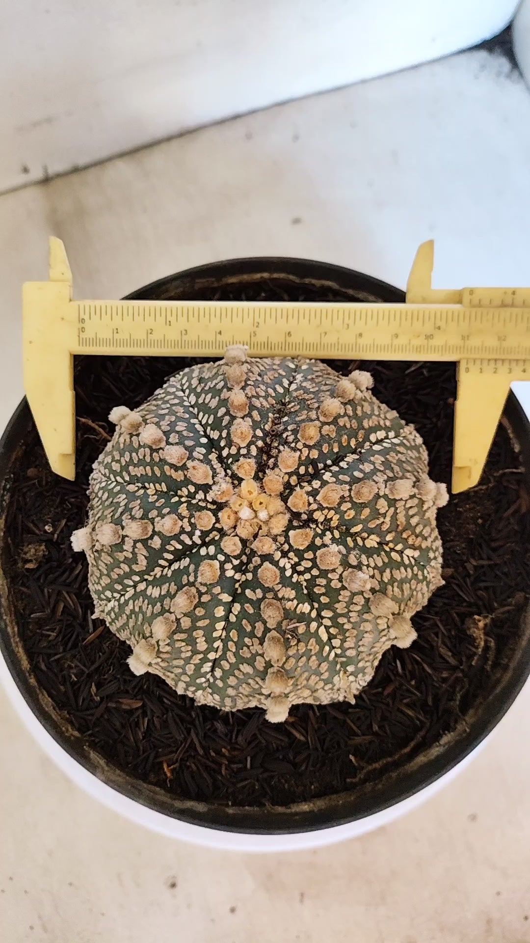 ASTROPHYTUM ASTERIAS "SUPER KABUTO"  Nº 1194 – vaso 17