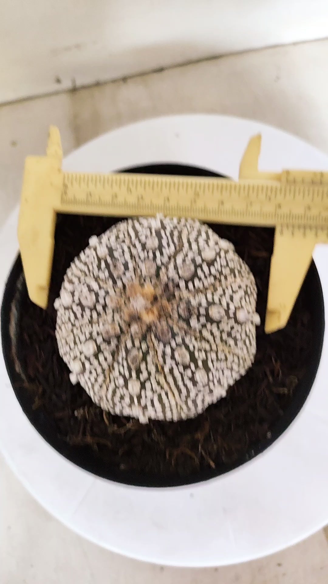 ASTROPHYTUM ASTERIAS "STAR SHAPE - SUPER KABUTO - Purple"   Nº 1151 – vaso 15