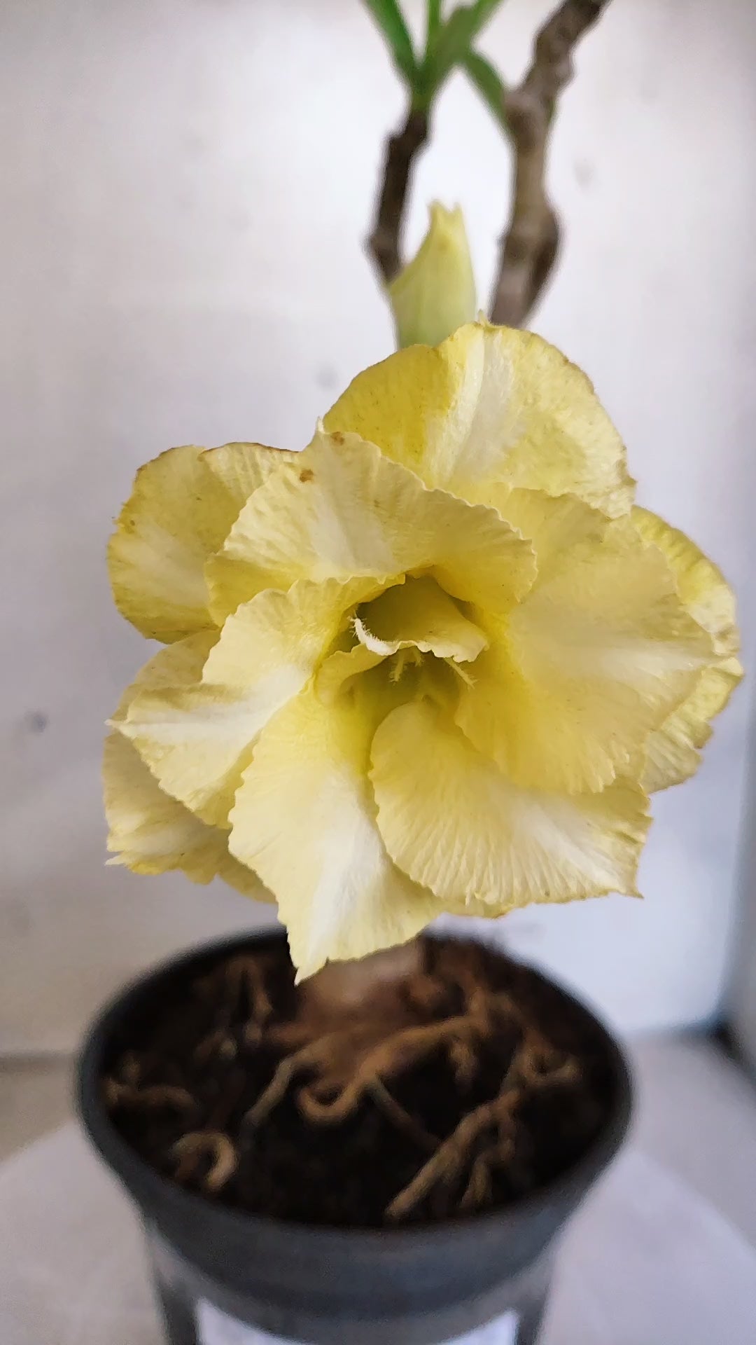 Planta Dobrada 3982 – 30cm – 02 anos