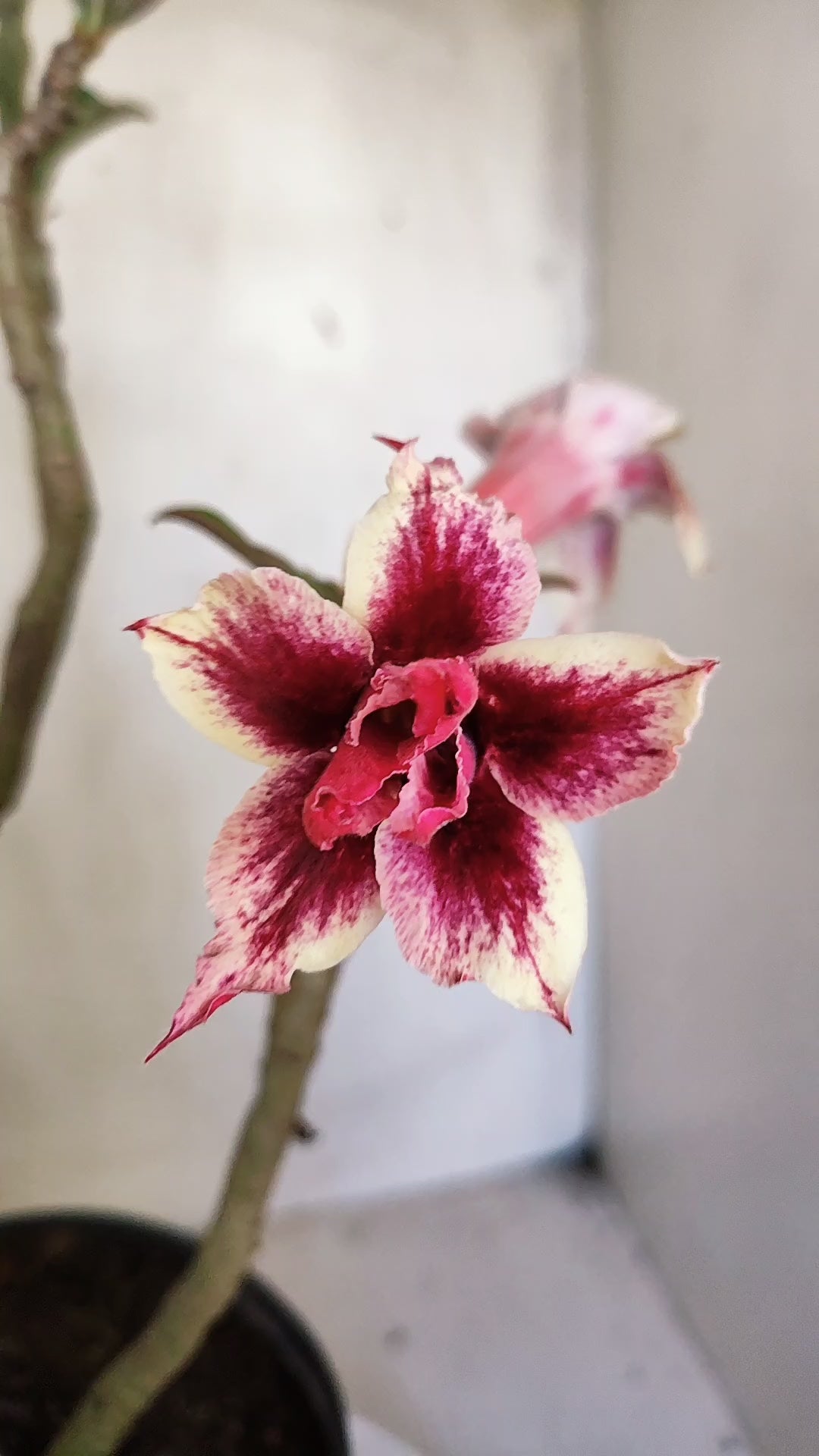 MATRIZ Planta Dobrada 240 –  35cm – 03 anos - Vaso 20