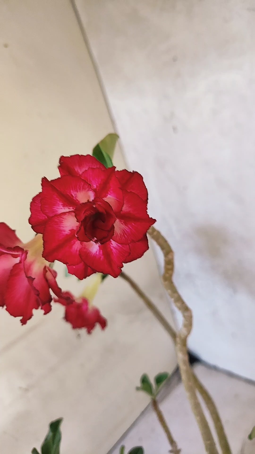 Planta Dobrada 3895 – 35cm – 03 anos