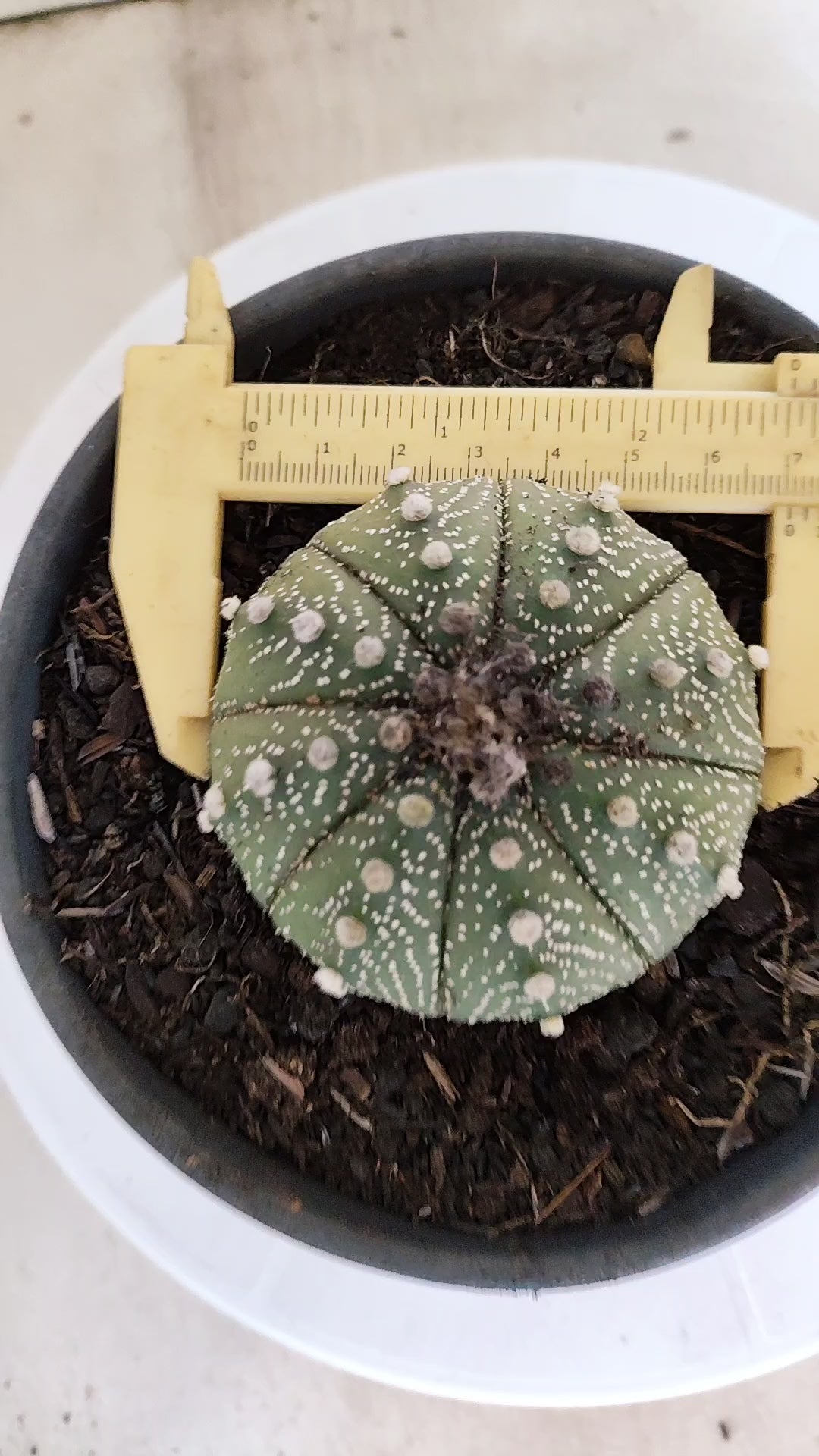 ASTROPHYTUM ASTERIAS   Nº 1066 – vaso 15