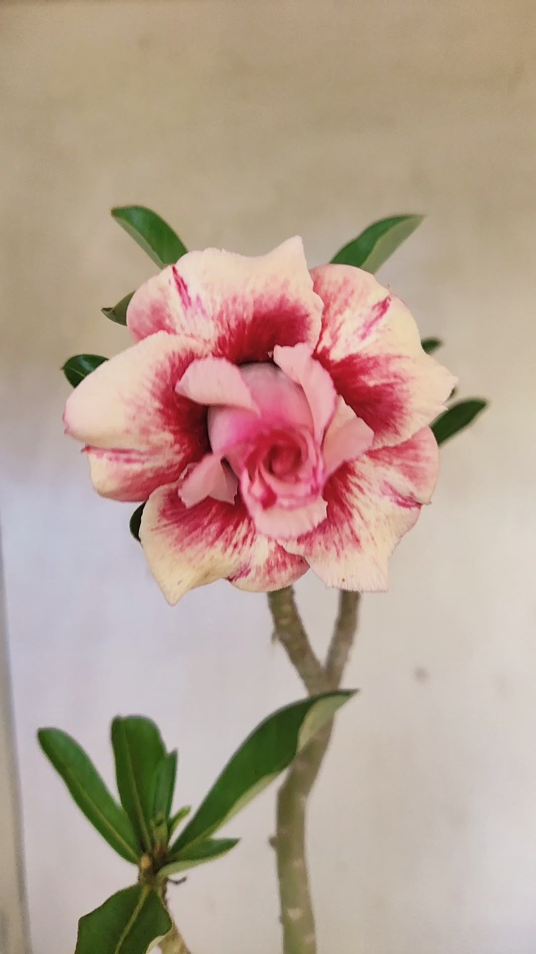 Planta Dobrada 3935 – 35cm – 03 anos