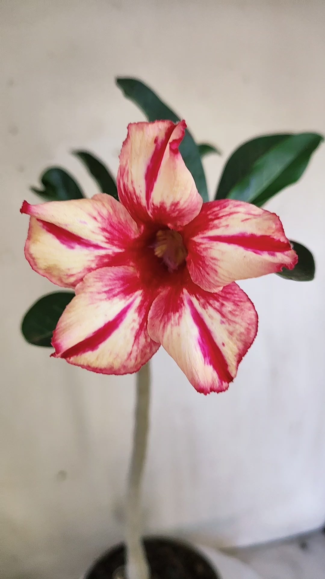 Planta Simples 3653 – 30cm – 02 anos - vaso 15