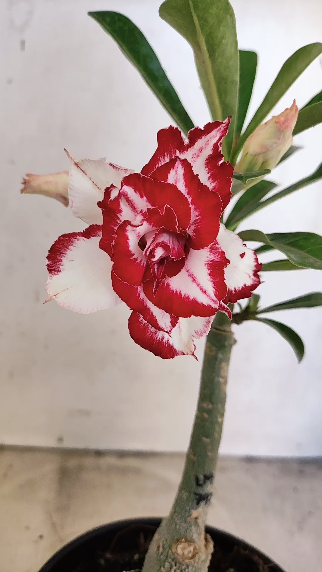 ENXERTO 12797 – 20cm (cor LM 797) ID: Ferrari