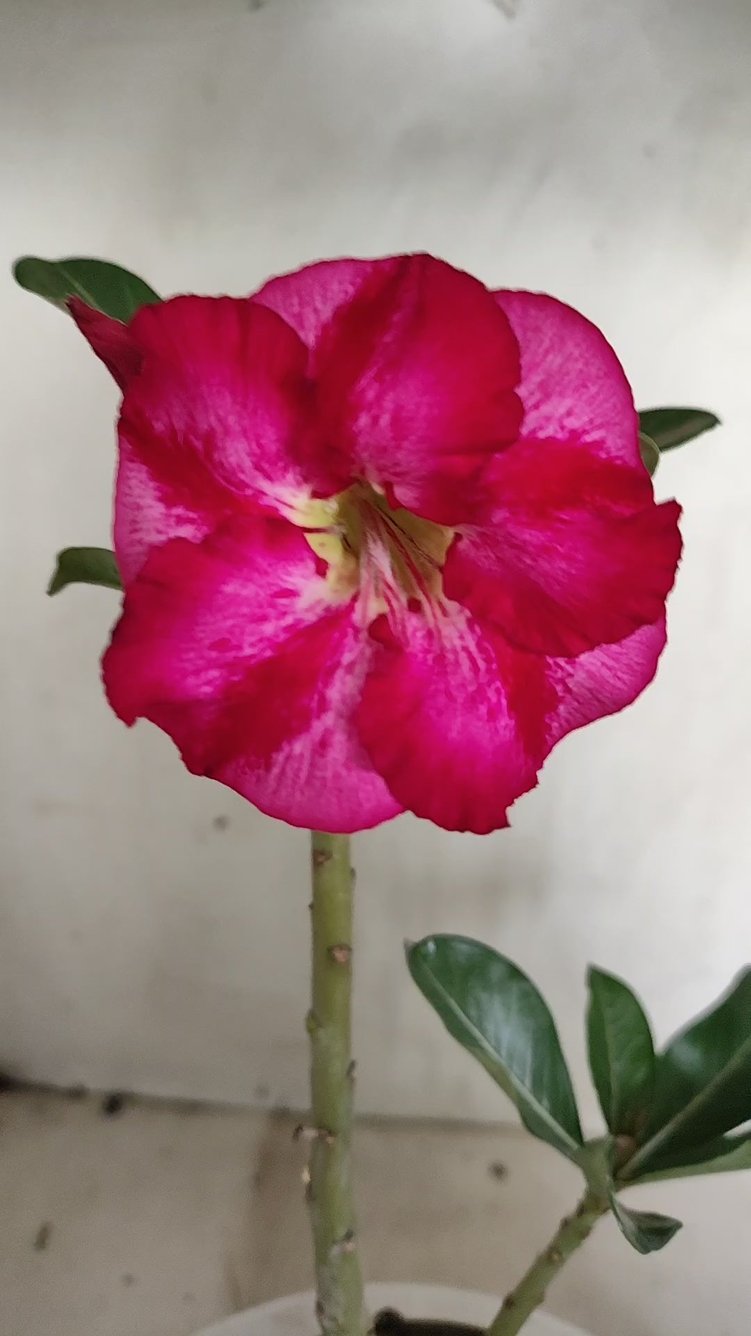 Planta Simples 3628 – 25cm – 01 ano - vaso 15