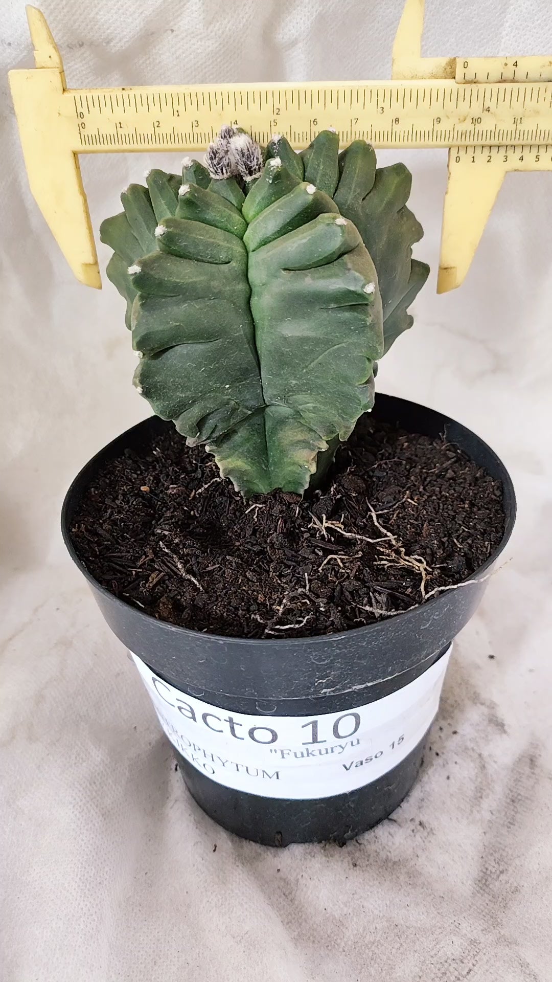 MATRIZ ASTROPHYTUM Myriostigma FUKURYU Nº 10 – vaso 15